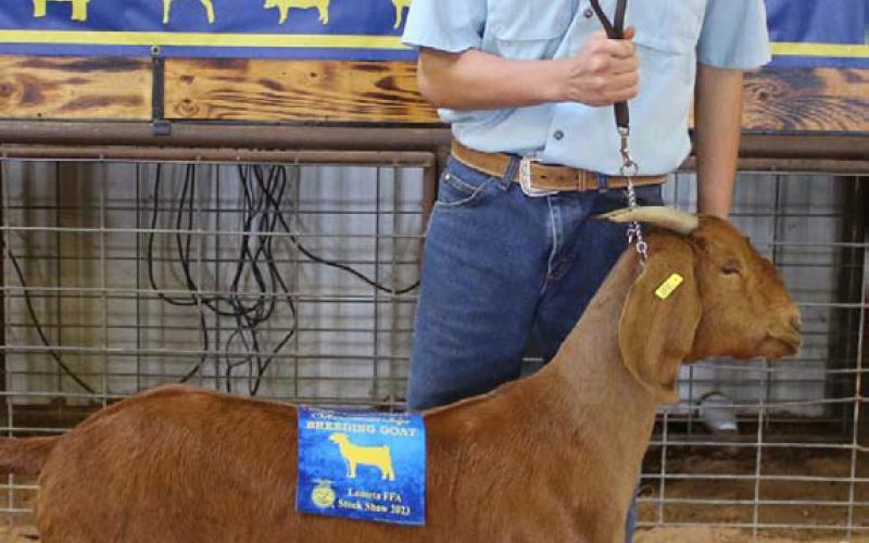 Carson Brister earned the title of intermediate breeding goat showman. MASON HINES | DISPATCH RECORD