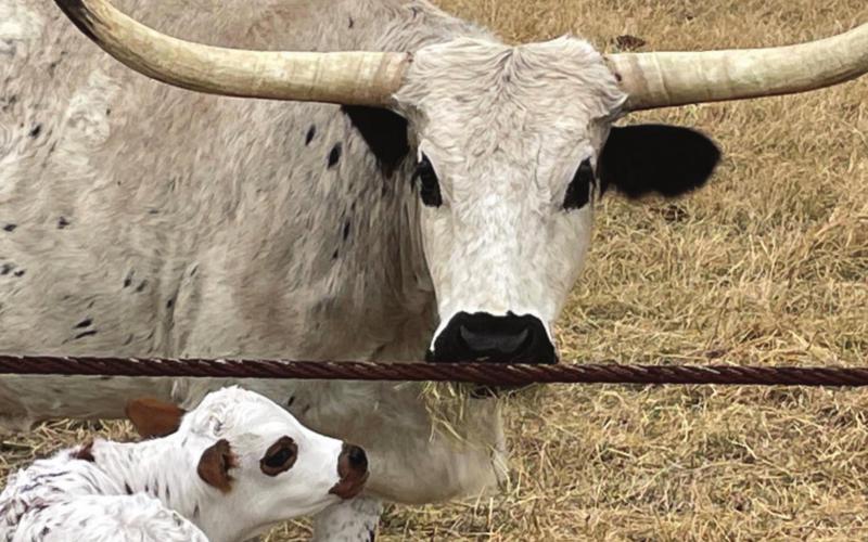 This newborn calf photo is one of several submissions from Mike Linder that depict ranch life in Lampasas County. MIKE LINDER | COURTESY PHOTO