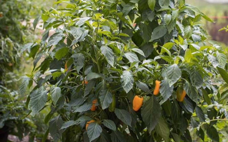 Peppers can be grown in container gardens or the ground. COURTESY PHOTO | ALL-AMERICA SELECTIONS
