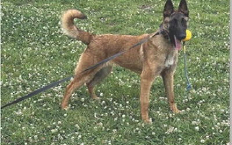 The Lampasas County Sheriff’s Office K-9 dog, Blazer, will undergo training with Deputy Justin Wilson beginning in September. COURTESY PHOTO