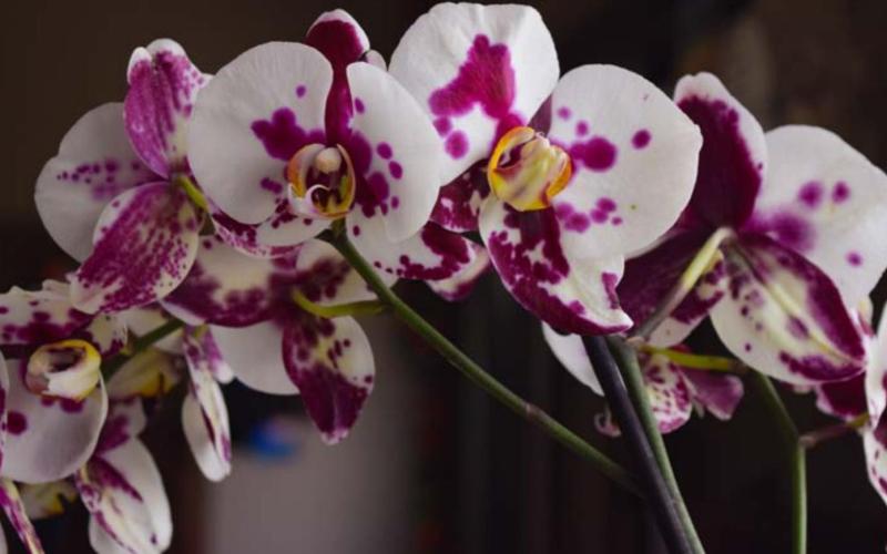 Like an orchid, a woman’s body can flourish with proper nutrition and methods to reduce stress. ALEXANDRIA RANDOLPH MURRELL | COURTESY PHOTO