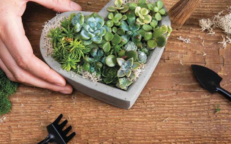 courtesy photo | gardener’s supply company This heart-shaped concrete tabletop planter adds beauty indoors even when space is limited.