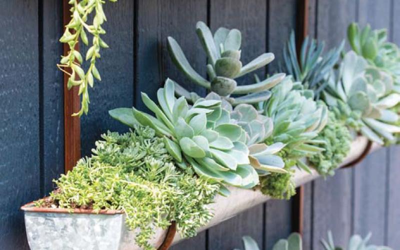 This three-tier vertical wall planter filled with succulents will dress up any wall with its textured greenery. courtesy photo | gardener’s supply company