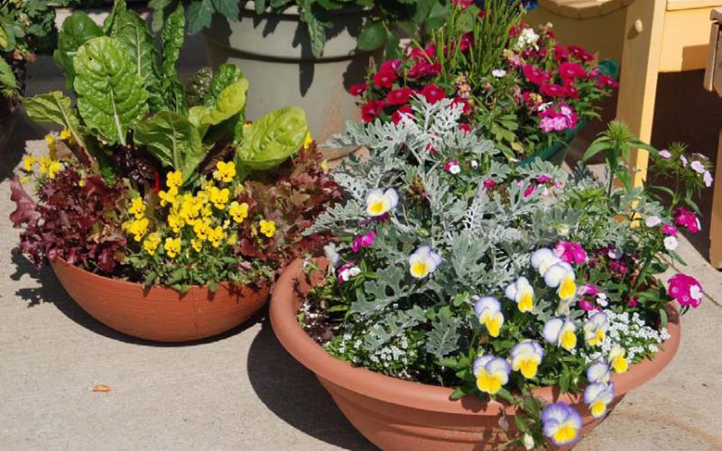The right potting mix will help ornamental and edible plants thrive. COURTESY PHOTO | MELINDAMYERS.COM