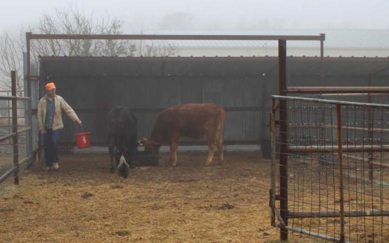 Steve Cook feeds his cattle grain at his 700-acre ranch, where he employs military veterans transitioning into the civilian life. VERONICA BUTLER | DISPATCH RECORD