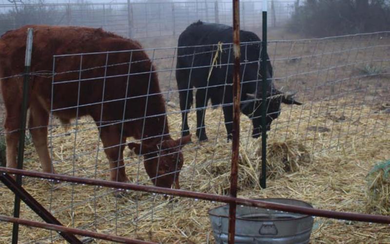 Cook’s cattle roam the ranch eating grass and hay until they are about 10 months old. VERONICA BUTLER | DISPATCH RECORD