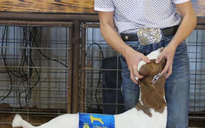 Carson Ingalls won reserve champion market goat honors during the Lometa show. MASON HINES | DISPATCH RECORD