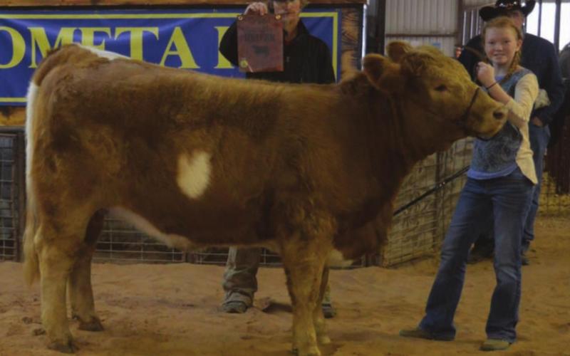 MASON HINES | DISPATCH RECORD Selie Hodge showed the grand champion heifer at the Lometa FFA Livestock Show last Saturday.