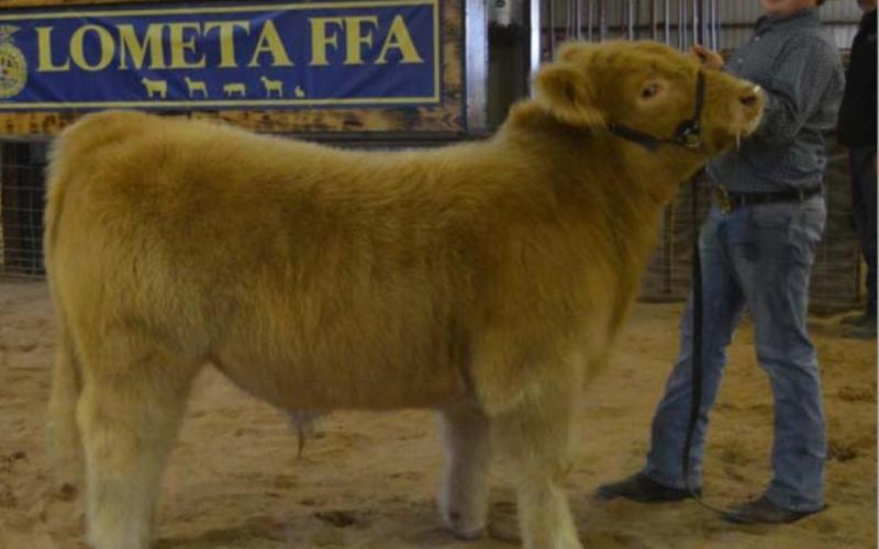 MASON HINES | DISPATCH RECORD Ridge Hill took home the intermediate showmanship award for cattle at Saturday’s show.