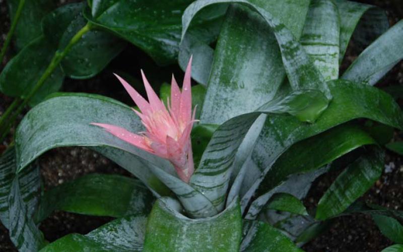 Bromeliads are long bloomers with unique tropical flowers. COURTESY PHOTO | WWW.MELINDAMYERS.COM