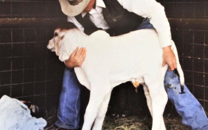 In an undated photograph reproduced from a 1980s-type slide, Rushing helps a Brahma bull calf stand shortly after its birth. JOYCESARAH MCCABE | DISPATCH RECORD
