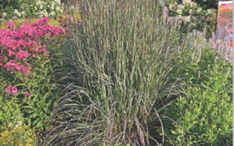 Blackhawks big bluestem grass is surrounded by garden phlox, Agastache, coreopsis and panicle hydrangea. COURTESY PHOTO | MELINDAMYERS.COM