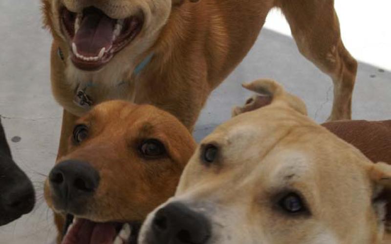 A trained dog is a happy dog, Lampasas Animal Shelter officials said. Training demos are open to the public on Saturday at Lampasas Animal Shelter. courtesy photo