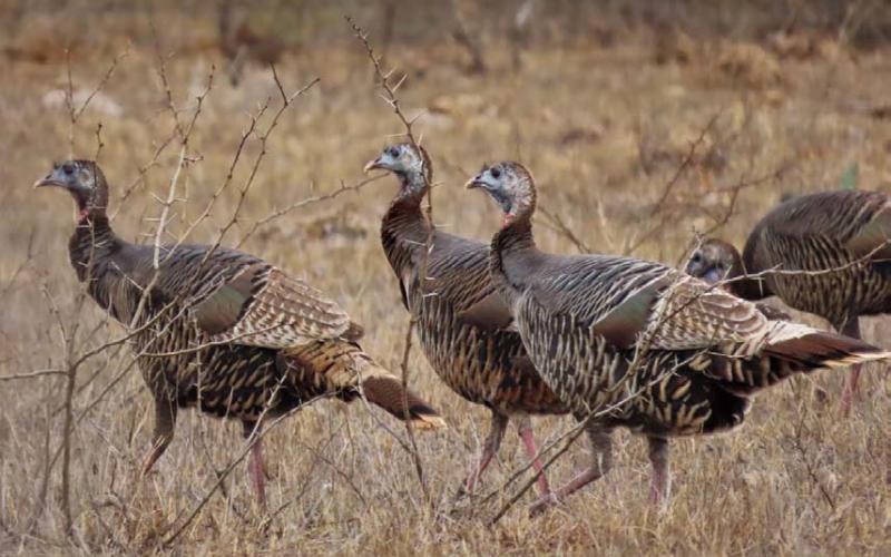 KAYE MCDANIEL | COURTESY PHOTO Texas is home to the nation’s largest population of wild turkeys. Some 586,000 turkeys roam the state, and hunters are expected to harvest 30,000-35,000 gobblers during the 2024-2025 hunting seasons, according to Texas Parks and Wildlife Department projections.