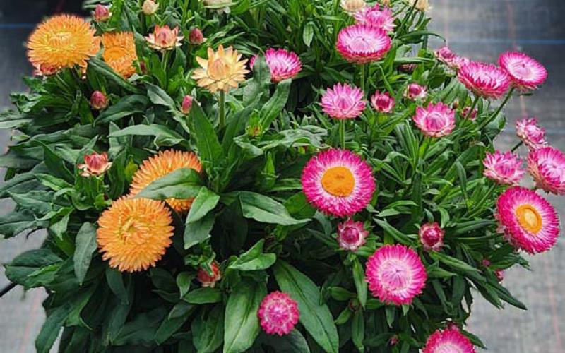Peachy Keen, Pink and White Granvia strawflowers combine nicely, creating a colorful container garden. courtesy photo | Suntory Flowers