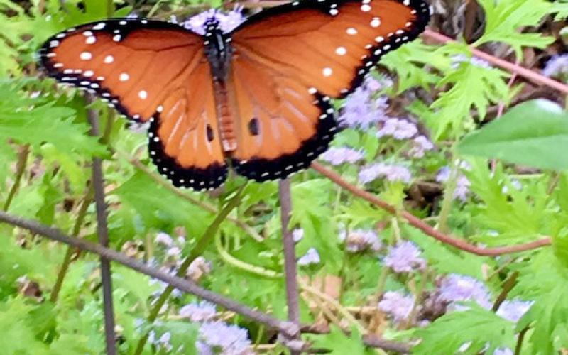 Butterflies have long been symbolic of change and newness. Joycesarah McCabe | Dispatch Record