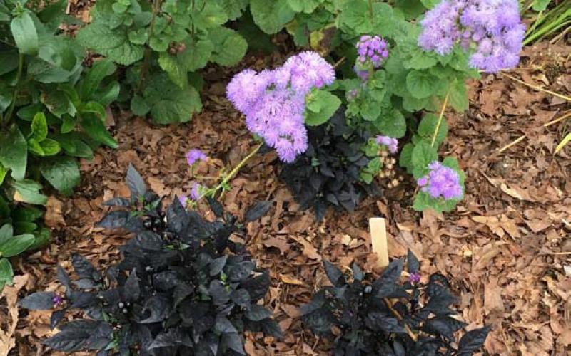 Leaf mulch conserves moisture, reduces the risk of erosion and compaction, suppresses weeds, and improves the soil as it decomposes. courtesy photo | melindamyers.com