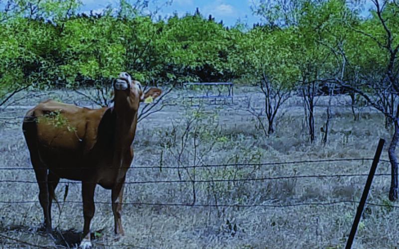 This photo of a curious bovine has been altered to illustrate what the early eclipse phase might look like April 8 to ranch animals in Lampasas County as the moon makes its way to cover the sun. Eclipse viewers have described the sunlight as taking on a “silvery” hue. Animal researchers say the midday eclipse can cause confusion and unusual behavior in some animals. NEWS GRAPHIC