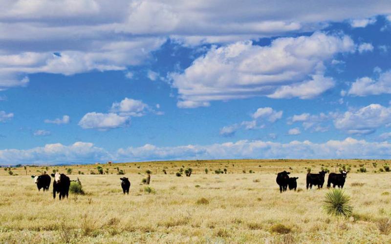 Farmers and ranchers work year-round to provide food and products for a growing world population. They care for their livestock and are committed to protecting the land that makes American agriculture possible. Joycesarah McCabe | Dispatch Record