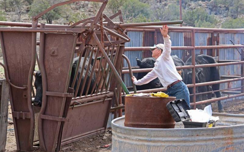 joycesarah mccabe | dispatch record Here, Peebles works the cattle chute.