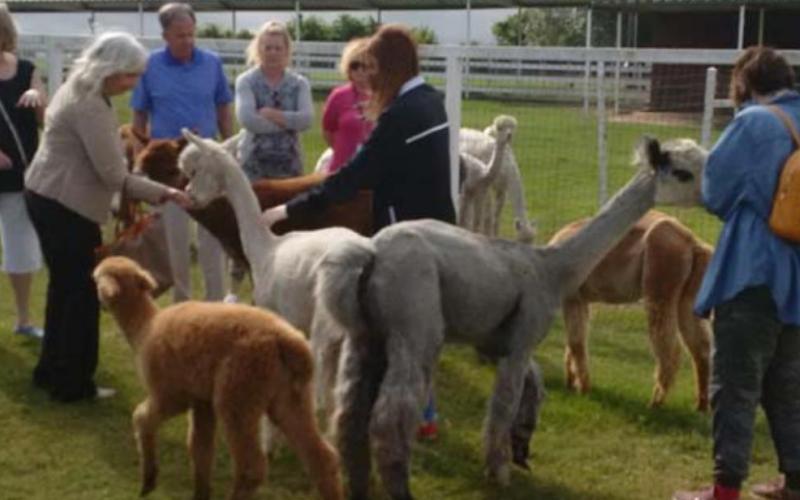 Travel club visits alpaca farm