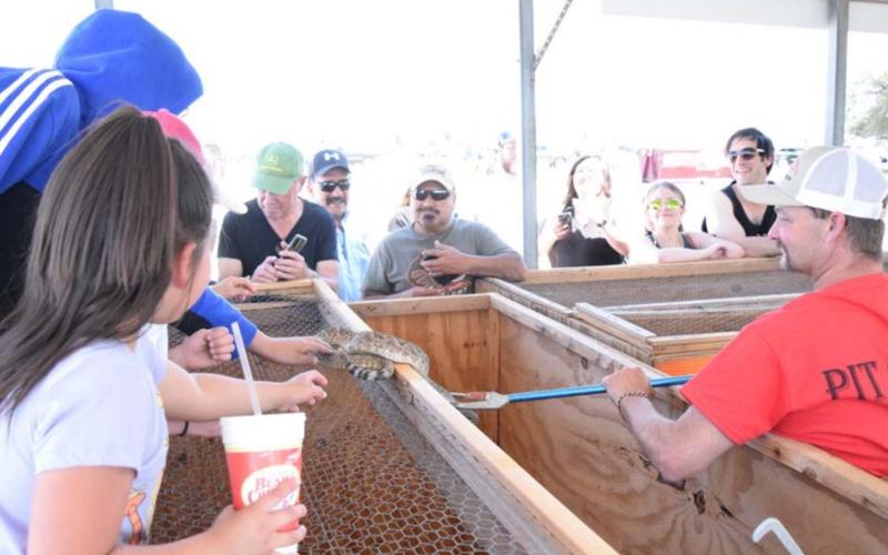 Stephen Hamilton, at left, a member of the Diamondback Jubilee pit crew, holds a rattlesnake up for onlookers to see during the counting and measuring of snakes on Saturday. ALEXANDRIA RANDOLPH | DISPATCH RECORD