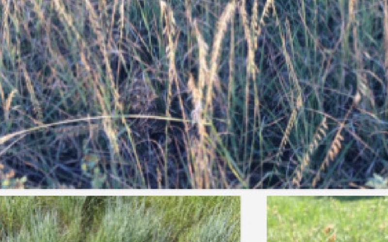 Plant identification and grazing management will be among the topics at the Lampasas &amp;amp; Mills Range Tour on Wednesday. COURTESY PHOTO
