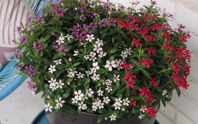 This container garden is planted with the Lady Liberty Mix of Soiree Kawaii vincas. COURTESY PHOTO | SUNTORY FLOWERS