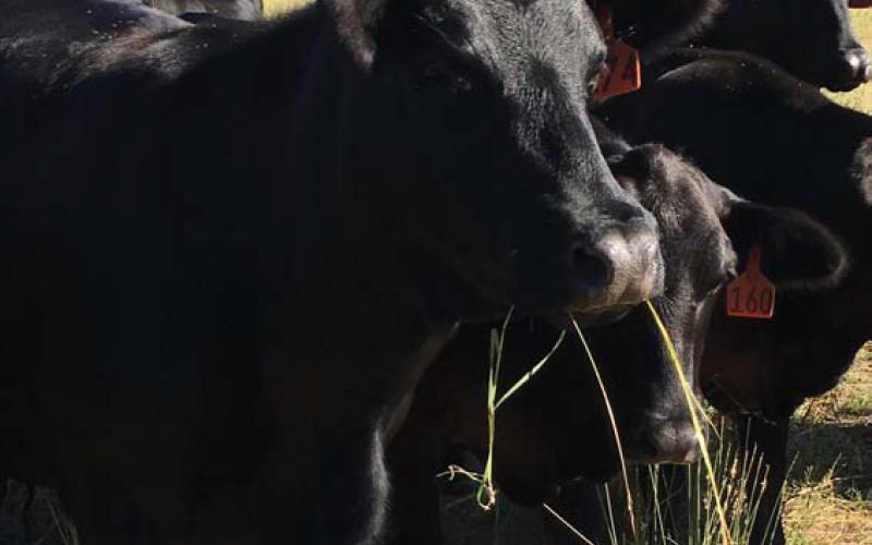 Regenerative agriculture aims to improve the long-term health of soil and farmland, often with an emphasis on biodiversity and erosion mitigation. file photo