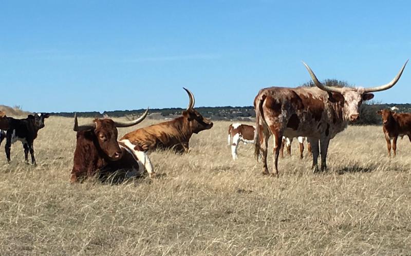 A grant from the Texas Department of Agriculture ensures that the students of Lampasas ISD will be fed fresh, local and nutritious beef straught from the rancher. joycesarah mccabe | DISPATCH RECORD