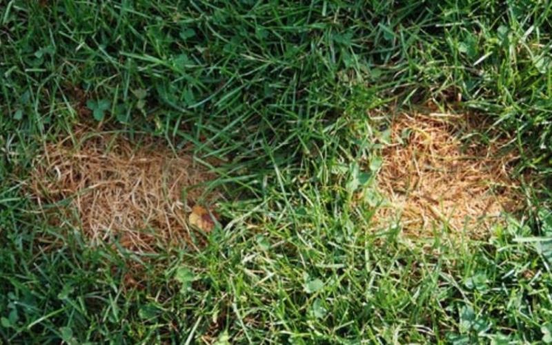 Fall is a good time to improve the health and appearance of a stressed lawn. COURTESY PHOTO | MELINDAMYERS.COM