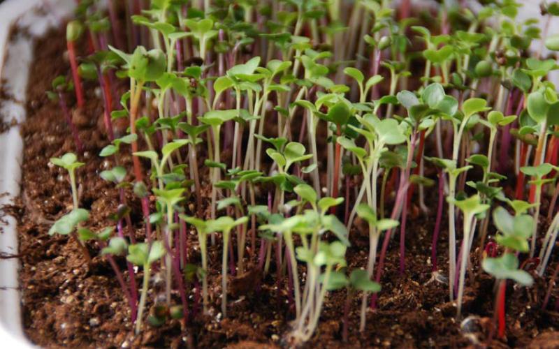 Microgreens are fast-growing, easy-to-grow, nutrient-dense greens that can be grown indoors and do not require much space or special equipment. COURTESY PHOTO | MELINDAMYERS.COM
