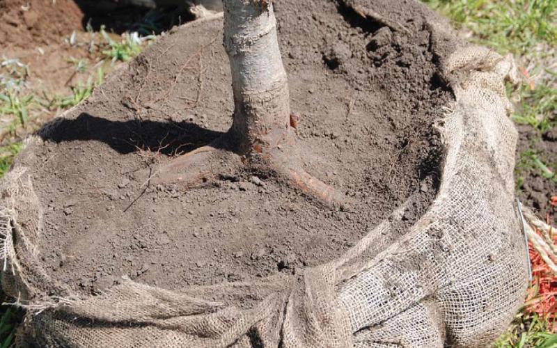 Plant trees this fall for decades of benefits