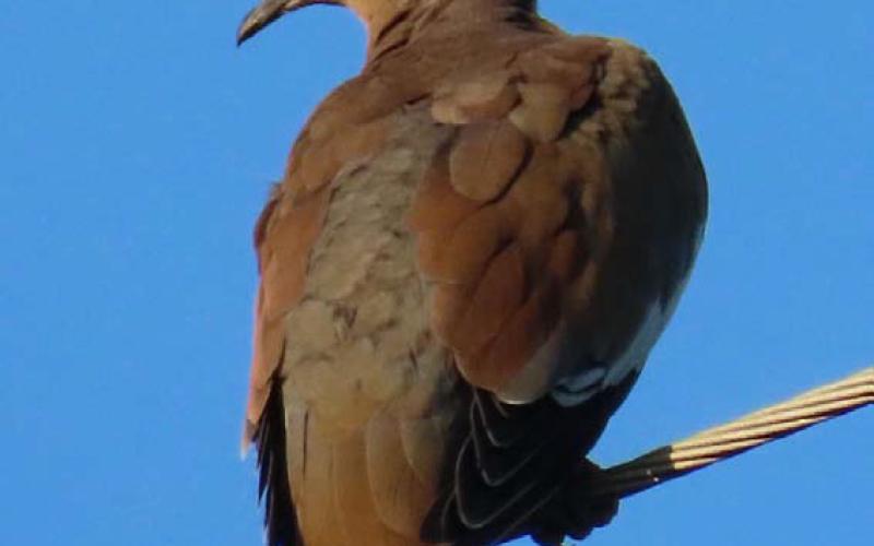 Dove season continues through Jan. 14 in Texas Parks and Wildlife Department’s Central Zone, which includes Lampasas County. KAYE MCDANIEL | COURTESY PHOTO