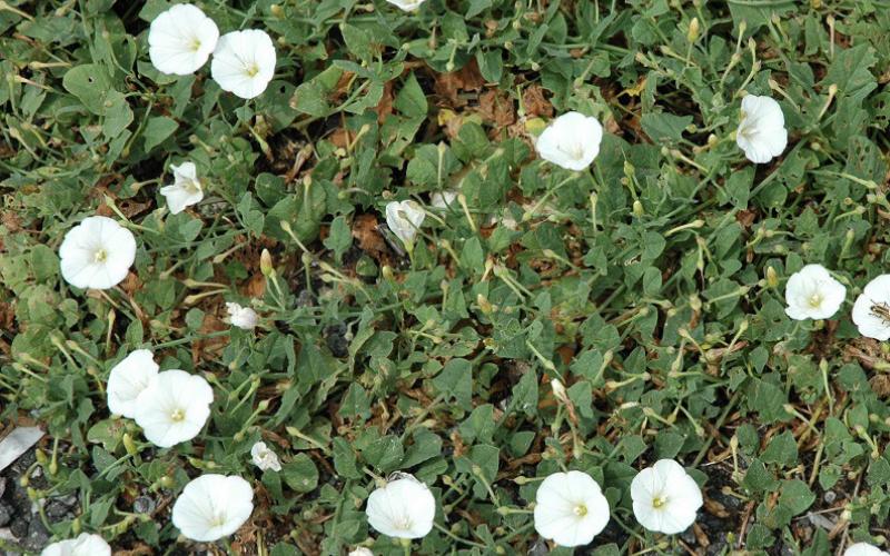 Persistence is the key to success when battling bindweed. courtesy photo | melindamyers.com