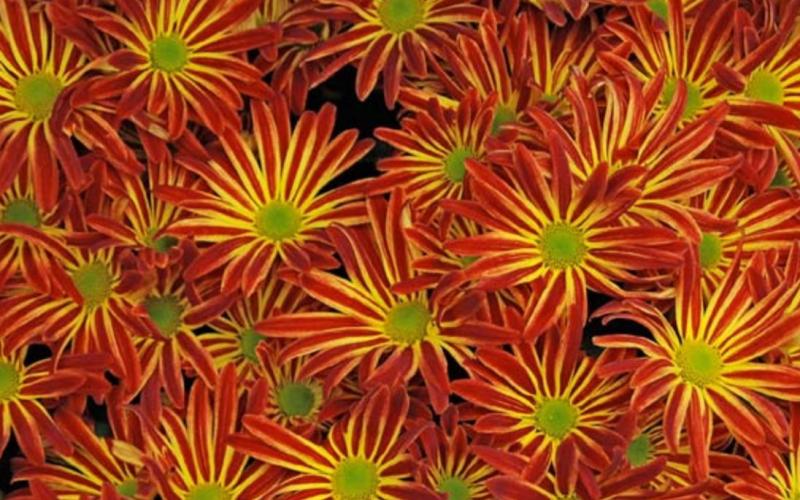 Mums add beauty and fall color, whether growing them indoors or in the garden. MELINDAMYERS.COM | COURTESY PHOTO