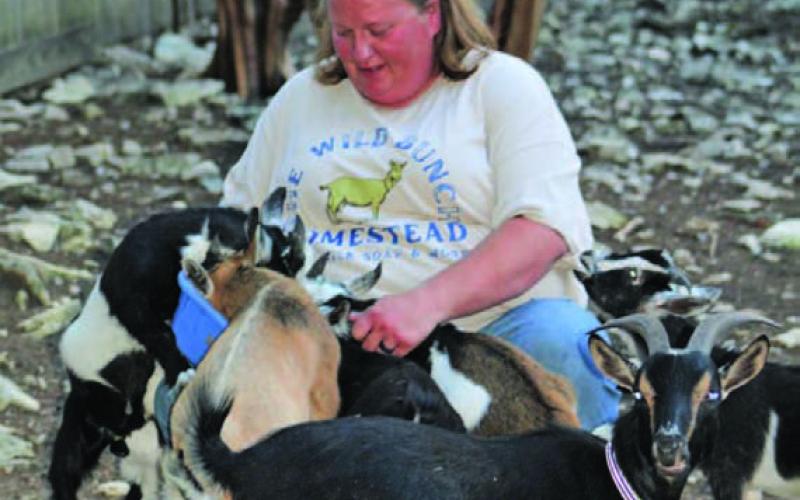 Anelicia Cheney-Campbell finds herself surrounded by several of her Nigerian Dwarf goats. Each goat eventually will be part of the milking herd at The Wild Bunch Homestead, where Cheney-Campbell produces soaps, lotions and other products from goat’s milk. JOYCESARAH MCCABE | DISPATCH RECORD