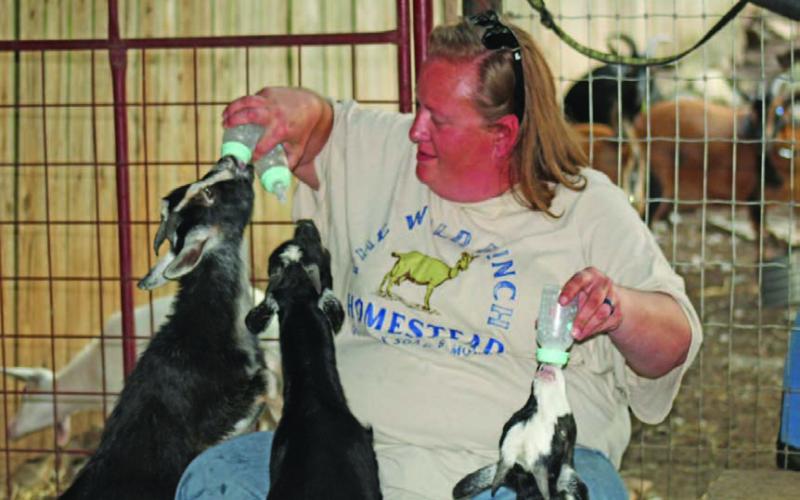 Anelicia Cheney-Campbell feeds three of her Nigerian Dwarf goats. All three were born at Cheney-Campbell’s homestead and will be bottle-fed until weaned. JOYCESARAH MCCABE | DISPATCH RECORD