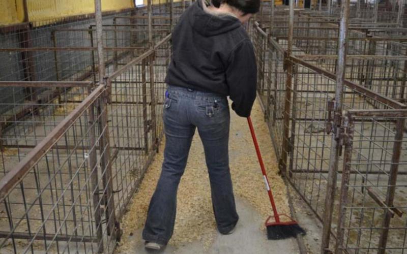 Brandie Garcia, of Lometa FFA, sweeps wood shavings out of the Lampasas County Livestock Association show barn Sunday afternoon in preparation for the annual Lampasas County Youth Livestock Show. The event runs Thursday through Saturday. MASON HINES | DISPATCH RECORD