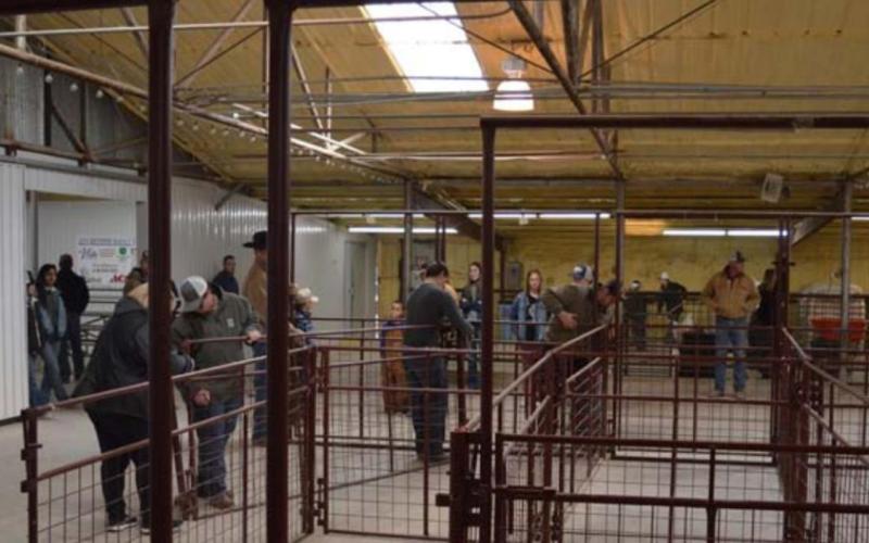 Members of various Lampasas County FFA organizations set pens in the show barn Sunday afternoon to prepare for the countywide youth livestock show. MASON HINES | DISPATCH RECORD
