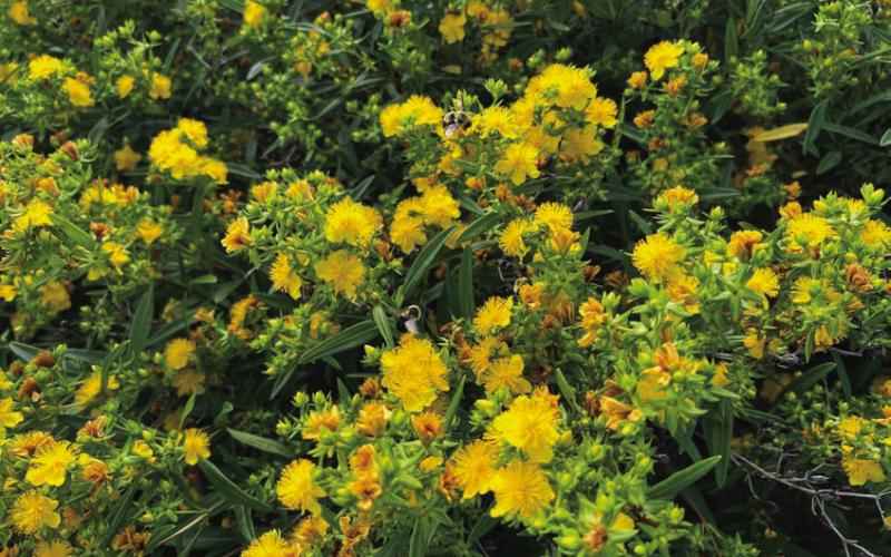 Kalm’s St. John’s Wort is a bee-friendly shrub. COURTESY PHOTO | MELINDAMYERS.COM