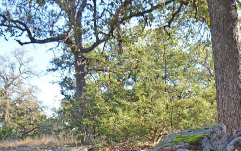 By September, TPWD should have two new trails available for day use. By 2029, some 20-25 miles of hiking and biking trails are planned for Post Oak Ridge State Park. FILE PHOTO