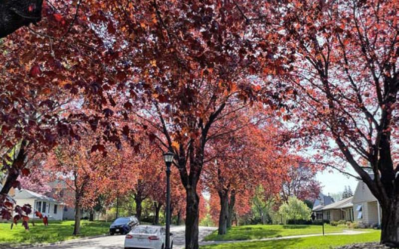 These Norway maples provide shade and cool the yards, sidewalk and street. Consult with the Extension Service for tree selections that work in your area. COURTESY PHOTO | MELINDAMYERS.COM
