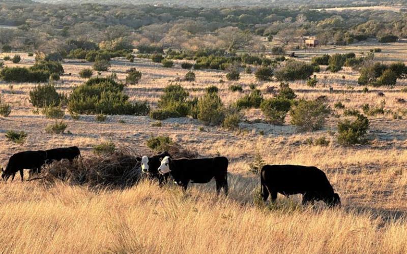 Cattle graze on native grasses at Mule Step, a ranch in Lampasas County. Cattle continue to rank as the top commodity in Texas, with a market value representing $12.3 billion, according to the Texas Department of Agriculture. JOYCESARAH MCCABE | DISPATCH RECORD