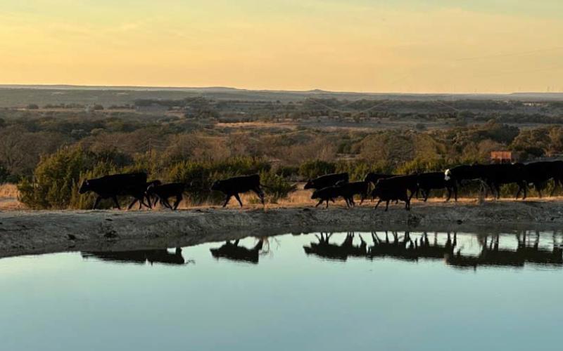 Cattle circle the top of this stock tank. Agriculture production is vital to the state’s economy. JOYCESARAH MCCABE | DISPATCH RECORD