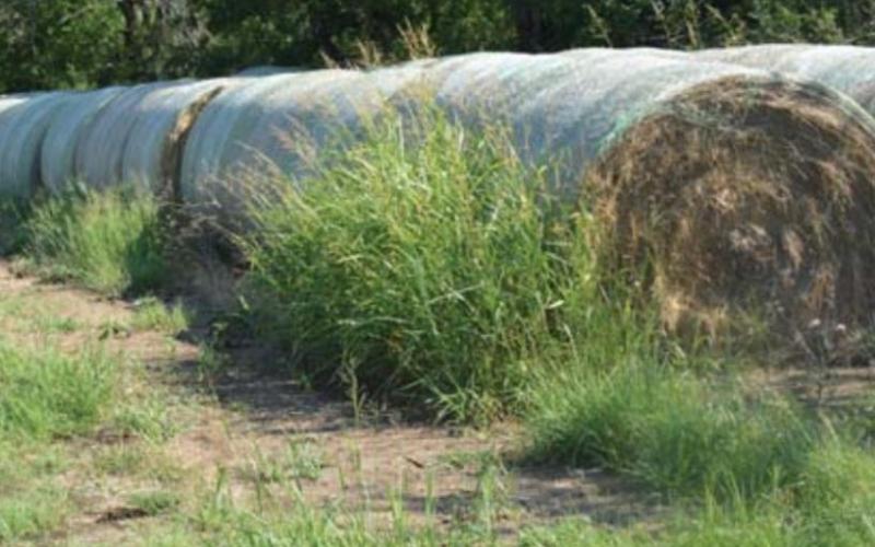 Limited hay production is a constant reminder of the continuing drought across Texas. MONIQUE BRAND | DISPATCH RECORD
