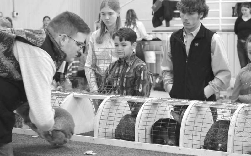 MASON HINES | DISPATCH RECORD Rabbit exhibitors await as the show judge reviews entries in this year’s youth livestock competition.