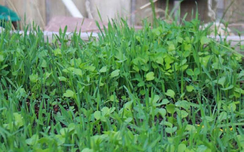 Fall-planted cover crops protect the soil from erosion over winter, reduce stormwater runoff and reduce weeds. COURTESY PHOTO | TRUE LEAF MARKET