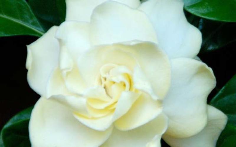 Fragrant plants, like gardenias, add beauty indoors, boost mood and promote relaxation. courtesy photo | melindamyers.com