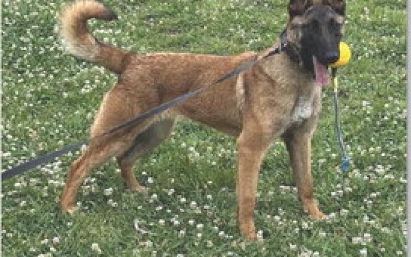 Blazer has been selected as the Lampasas County Sheriff’s Office K-9 unit. The dog currently is in training in McKinney. ERICK MITCHELL | DISPATCH